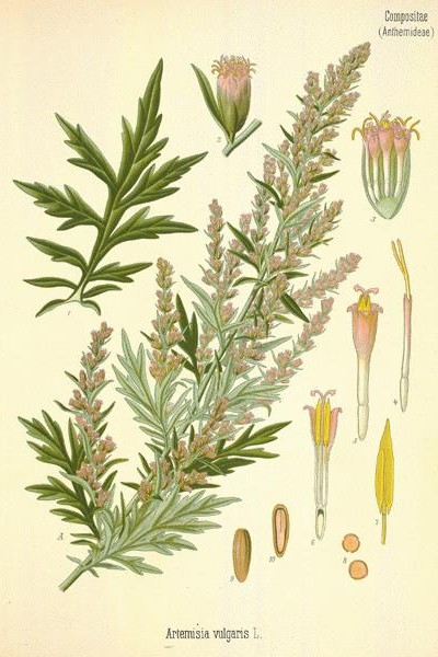 la pianta di artemisia vulgaris